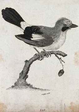 A jay sitting on a branch of an oak tree with a dangling acorn. Etching by .. Stock Illustration