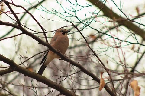 A jay sitting on a branch. Stock Photos