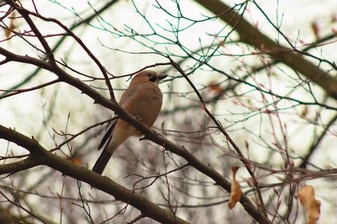 A jay sitting on a branch. Stock Photos