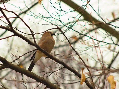 A jay sitting on a branch. Stock Photos