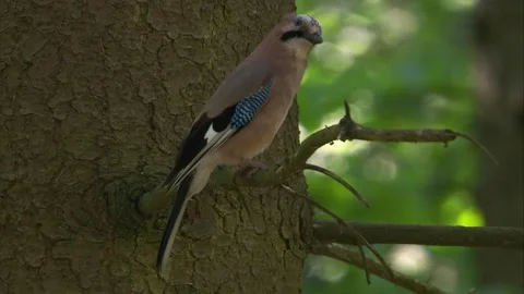 Jay sitting calmly on a branch inside a coniferous woodland (close up) Stock Footage 324559718