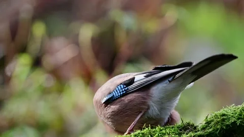 Jay sitting on dead wood looking for food Stock Footage 202306647