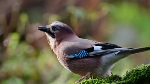 Jay sitting on dead wood looking for food Stock Footage 202306668