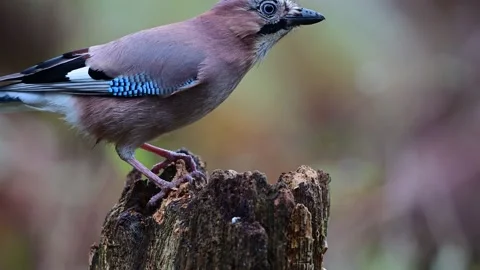 Jay sitting on dead wood looking for food Stock Footage 202307104