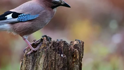 Jay sitting on dead wood looking for food Stock Footage 202308960