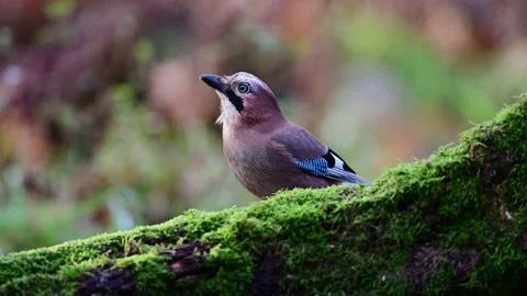 Jay sitting on dead wood looking for food Stock Footage 202309127