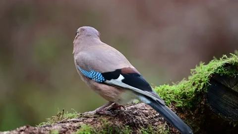 Jay sitting on dead wood looking for food Stock Footage 231983436