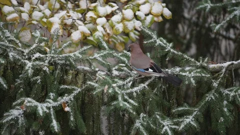 A jay sitting on a fir tree in winter Stock Footage 256236251