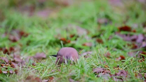 Jay sitting on forest meadow and eats food Stock Footage 204999317