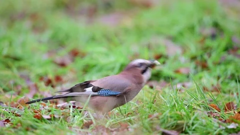 Jay sitting on forest meadow looking for food  for winter stock Stock Footage 202307013