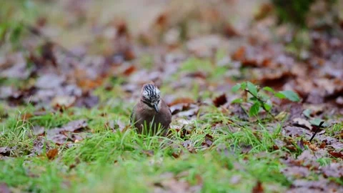 Jay sitting on forest meadow looking for food  for winter stock Stock Footage 202307080