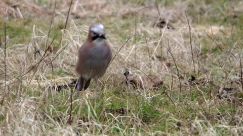 Jay sitting on the ground  Stock Footage 297887698
