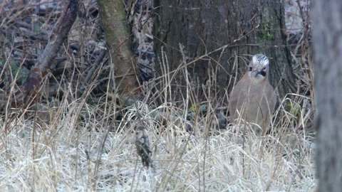 Jay sitting on the ground  Stock Footage 297887716