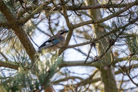 A jay sitting on a pine tree Stock Photos