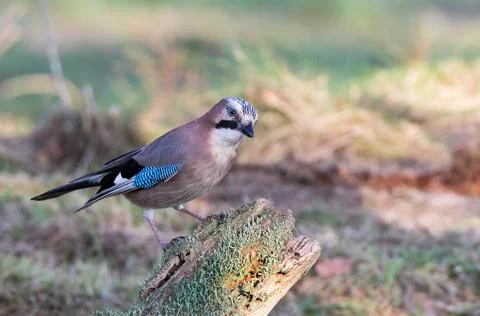 Jay sitting on a rotten tree trunk Stock Photos
