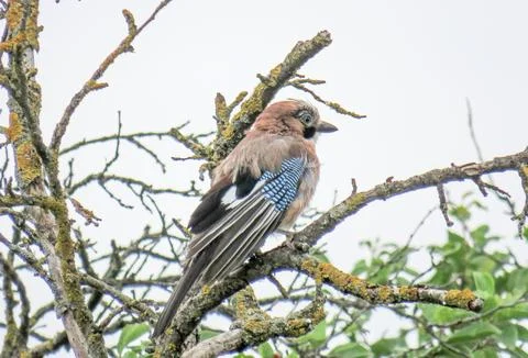 A jay is sitting on a tree branch 스톡 사진