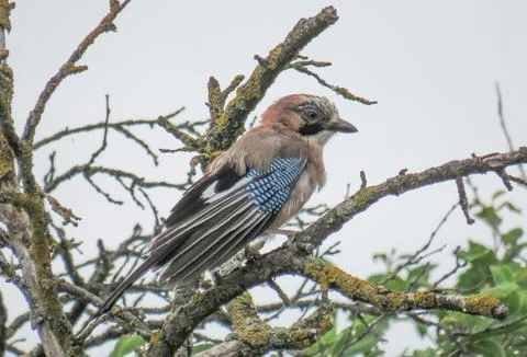 A jay is sitting on a tree branch Photos