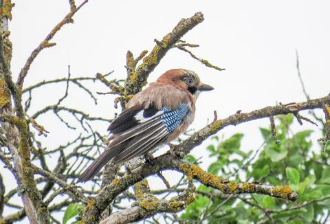 A jay is sitting on a tree branch Photos