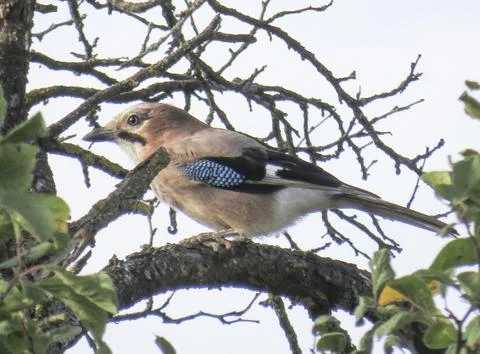 A jay is sitting on a tree branch 스톡 사진