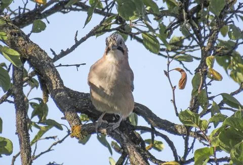 A jay is sitting on a tree branch Photos
