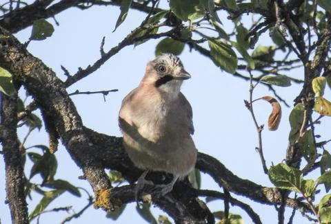 A jay is sitting on a tree branch Fotos Stock