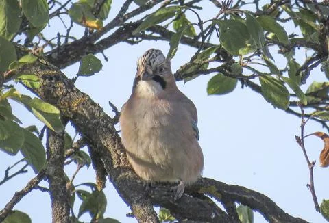 A jay is sitting on a tree branch 스톡 사진