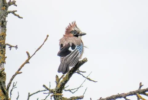A jay is sitting on a tree branch on a windy day Фото