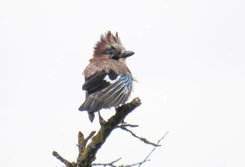 A jay is sitting on a tree branch on a windy day Stock Photos