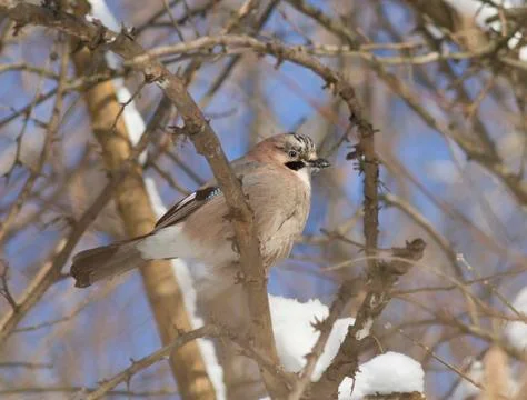 Jay sitting on tree. Stock Photos