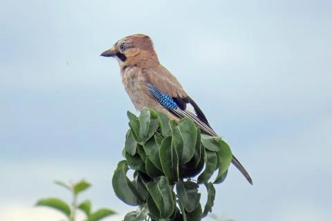 A jay is sitting on a tree Stockfoto's