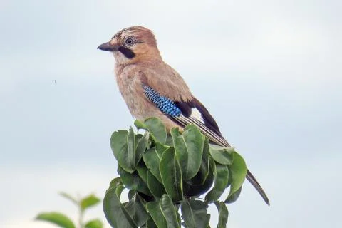 A jay is sitting on a tree Stock Photos