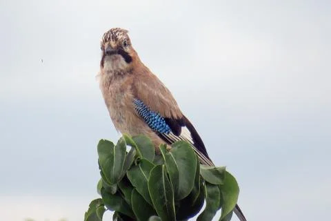 A jay is sitting on a tree Stock Photos