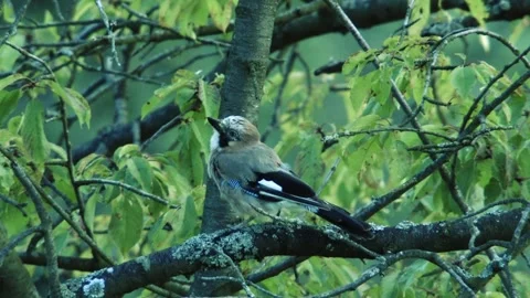 Jay sitting in a tree in summer Stock Footage 311172487