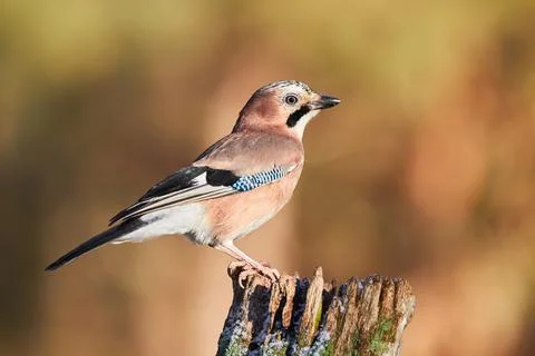 Jay sitting on trunk of oak Stock Photos