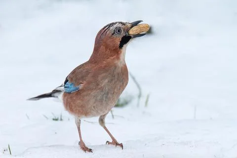 Jay in snow with peanut Stock Photos