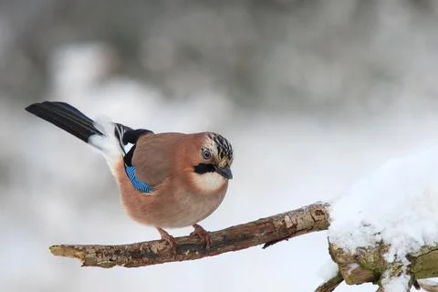 Jay on snowy branch Stock Photos