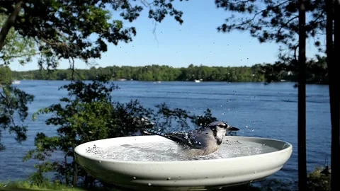 A jay splashes water everywhere while bathing. Stock-Footage 148676999