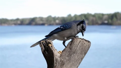 Jay stands on a stump pecking at peanuts. Video stock 123445764