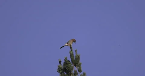 Jay on the top of the tree, 4K slomo Stock Footage 219550175