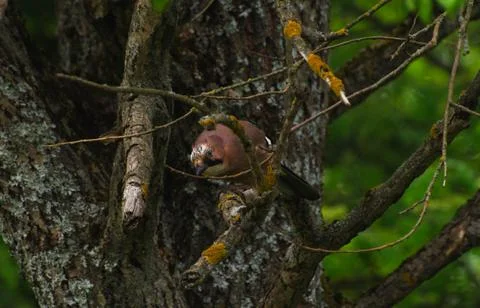 Jay on tree branches in summer Stock Photos