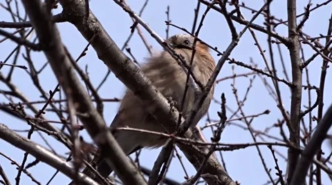 Jay on a tree Stock Footage 47874702