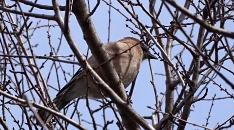 Jay on a tree Video stock 47874709