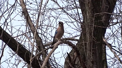 Jay on a tree Stock Footage 48545685