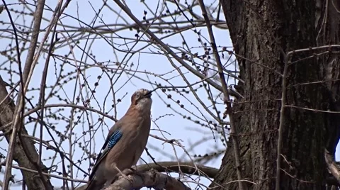 Jay on a tree Video stock 48545829