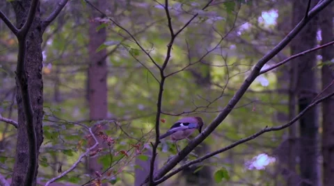 Jay on a tree Stock Footage 55623274