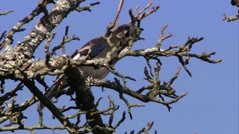 Jay on a tree Stock Footage 205519031