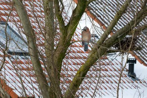Jay in the tree snow roofs Stock Photos