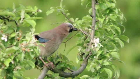 Jay with twig in a tree Stock Footage 302449016