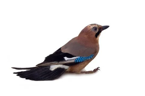 Jay on a white Stock Photos