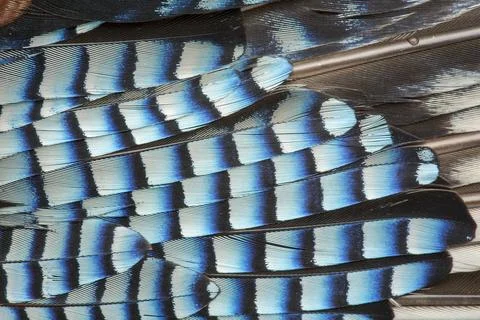 Jay wing feathers. Stock Photos